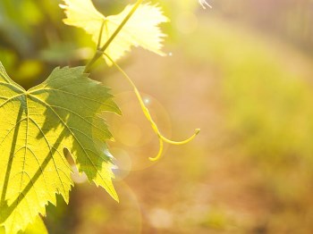 Vad är skillnaden mellan ekologiskt och biodynamiskt vin?