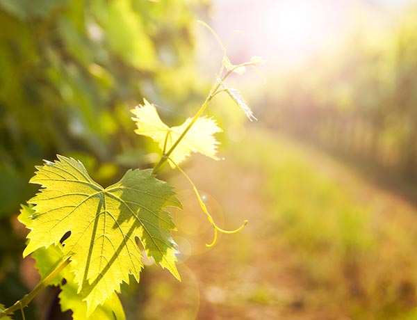 Vad är ekologiskt och biodynamiskt vin