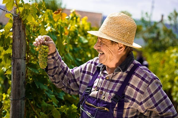 Allt om vin från Bourgogne
